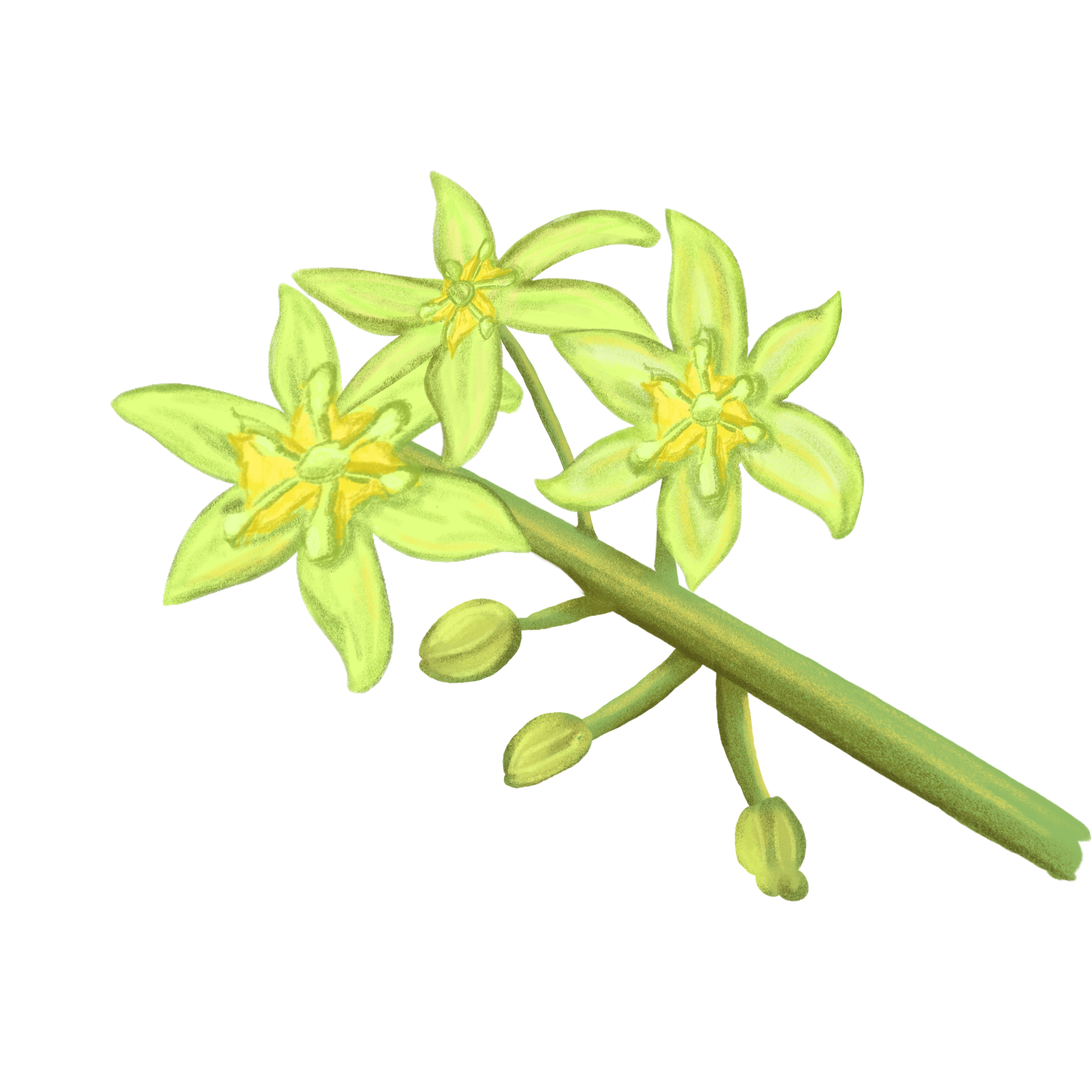 Monofloral Avocado Honey –The Ancestral Soul of Michoacán