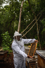 Multifloral Tropical Honey – A Mosaic of the Mayan Jungle