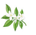 Citrus Multifloral Honey - Dance of the Citrus
