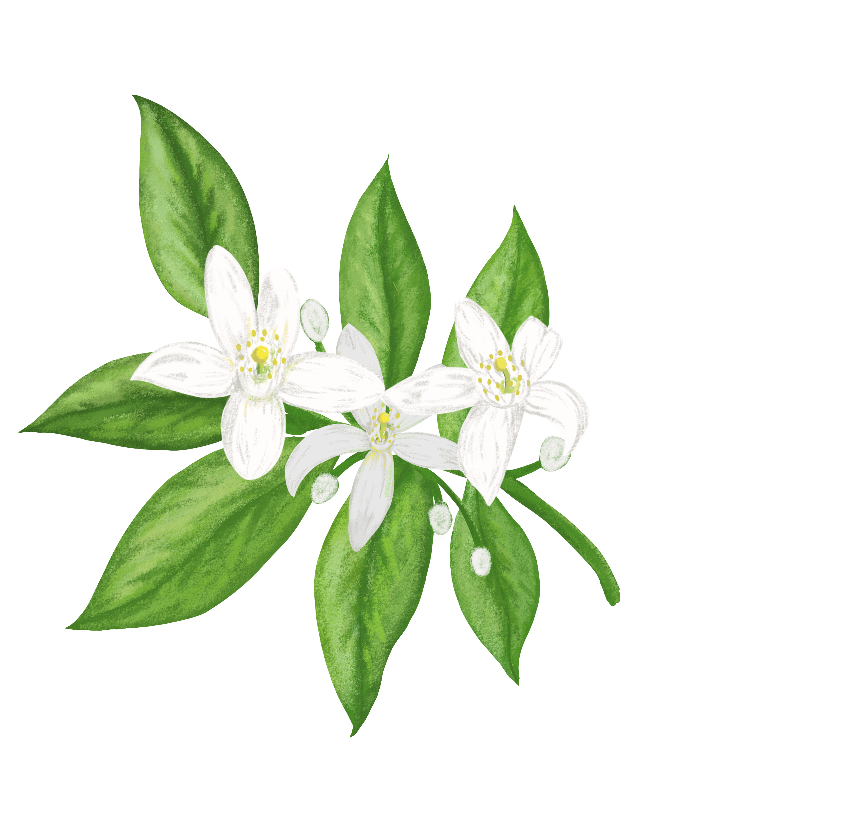 Citrus Multifloral Honey - Dance of the Citrus