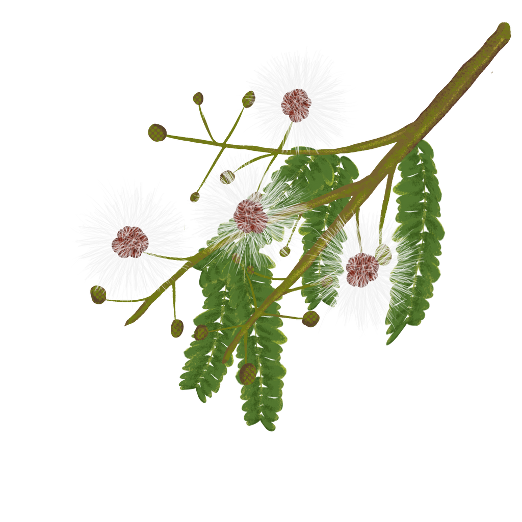 Multifloral Tropical Honey – A Mosaic of the Mayan Jungle