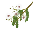 Multifloral Tropical Honey – A Mosaic of the Mayan Jungle