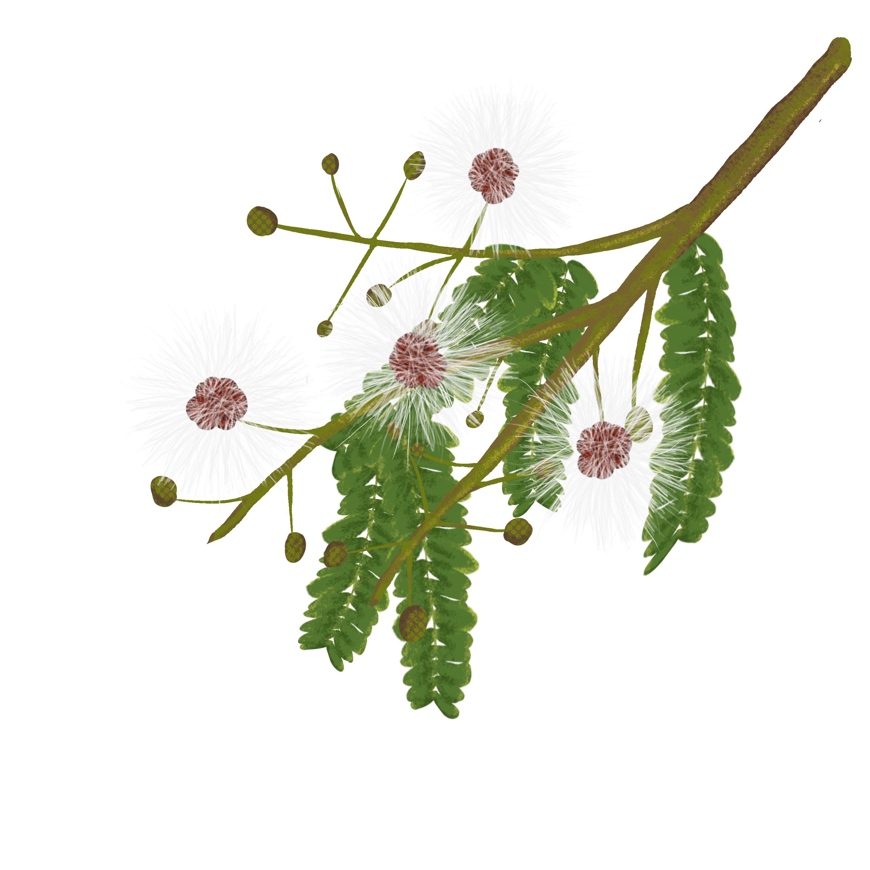 Multifloral Tropical Honey – A Mosaic of the Mayan Jungle