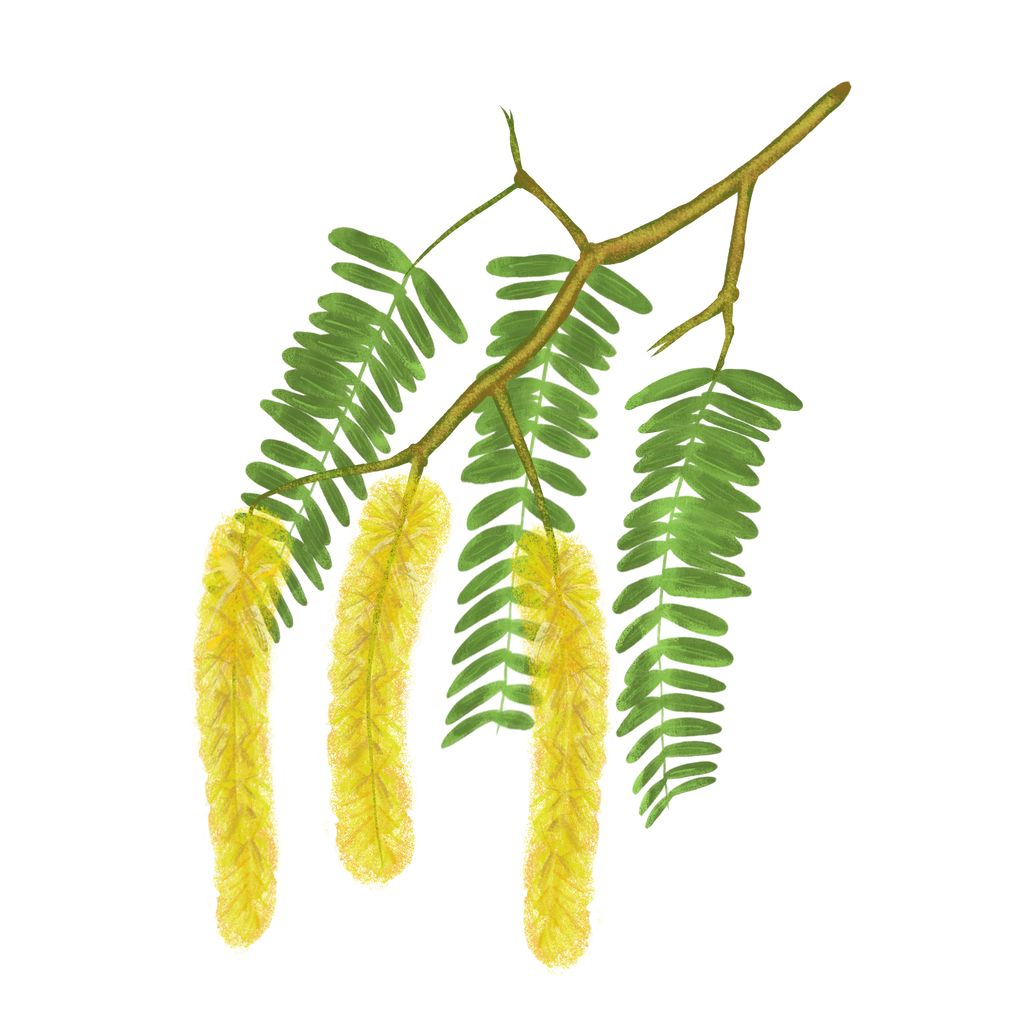 Monofloral Mesquite Honey – The Sweet Whisper of the Tree of Life