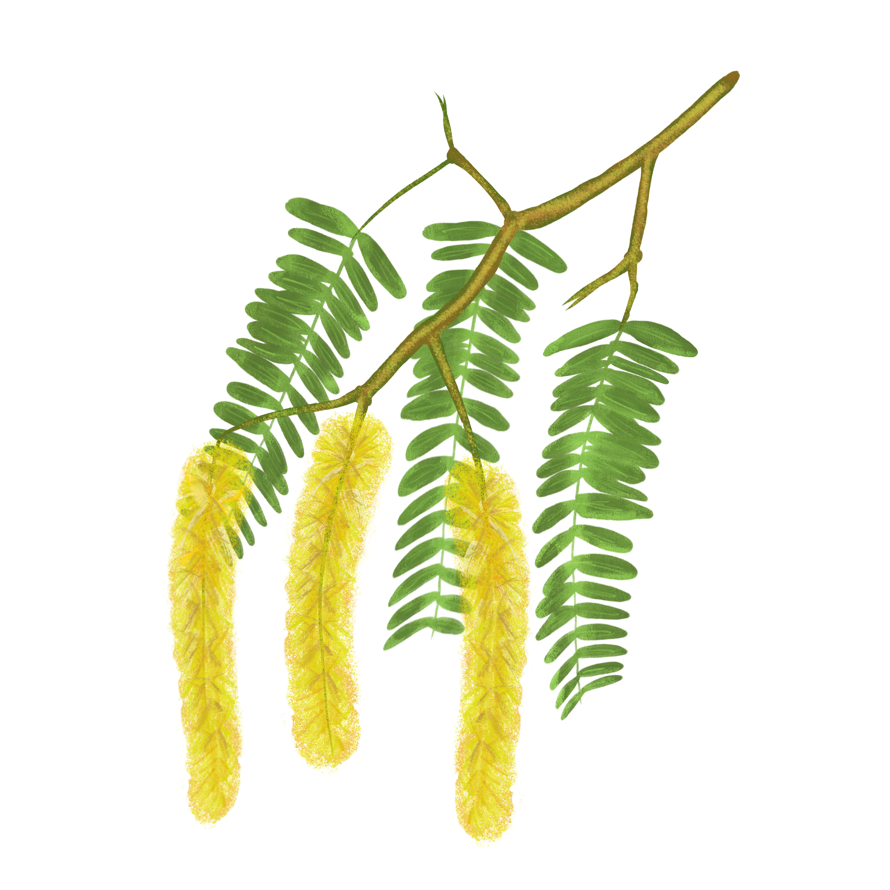 Monofloral Mesquite Honey – The Sweet Whisper of the Tree of Life