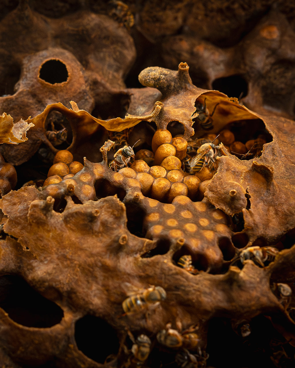 The Melipona beecheii bee nectar