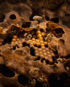 The Melipona beecheii bee nectar