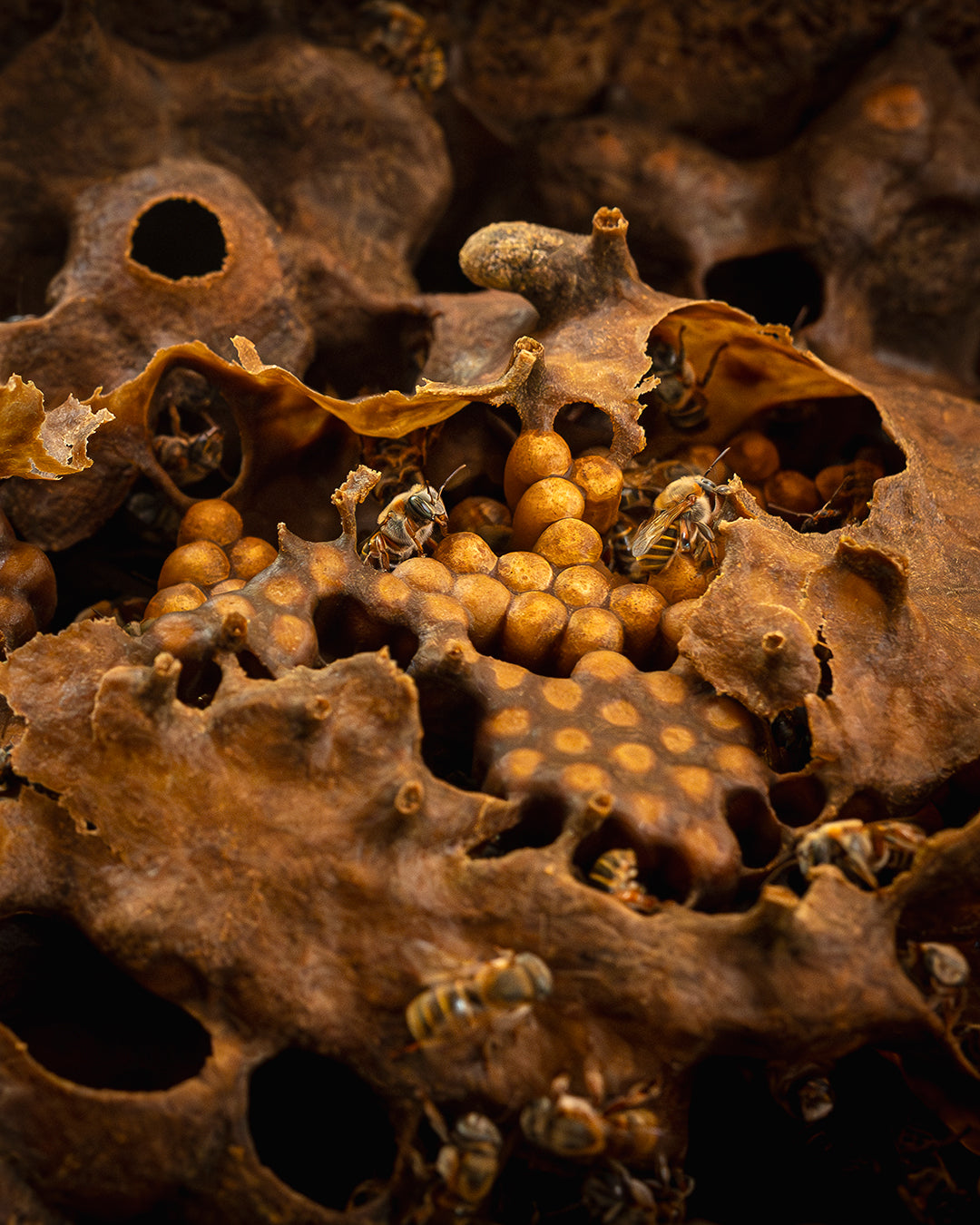 The Melipona beecheii bee nectar